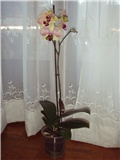 orhideja žuto-roza
